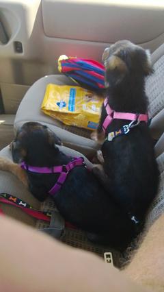 WP_20130806_015-DogsInShuttle.jpg